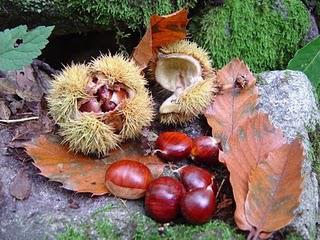 Les châtaignes d’antan