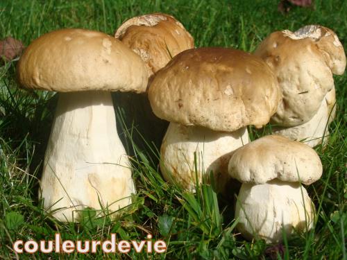 Velouté de cèpes aux châtaignes