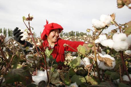 Cette femme récolte du coton dans un champ de la ville d’Hami, dans la province du Xinjiang, en Chine.