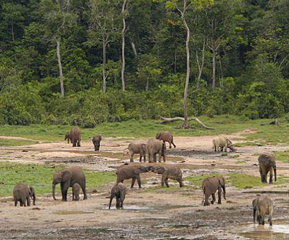 Bassin du Congo : 590 millions Fcfa pour la gestion durable des forêts