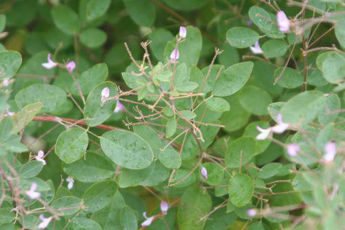 campylotropis feuilles paris 26 sept 2010 138.jpg
