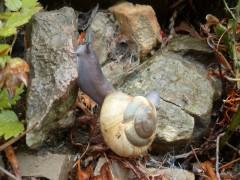 ESCARGOT 10 200 (1000 x 750).jpg