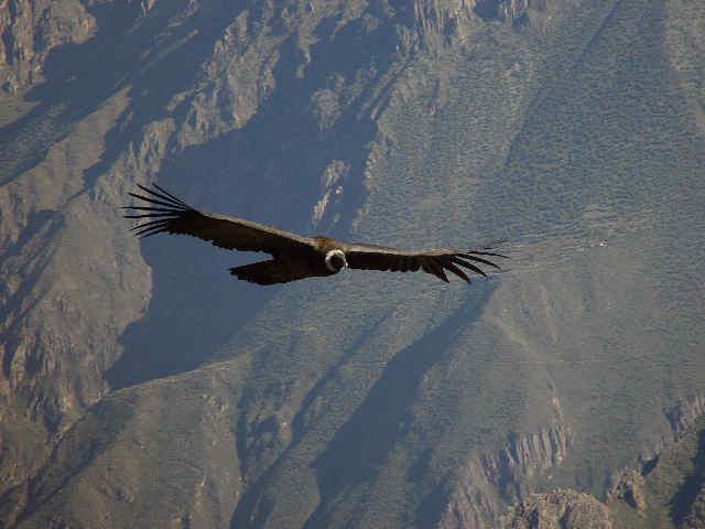 -DaWeeD- : poème En vie