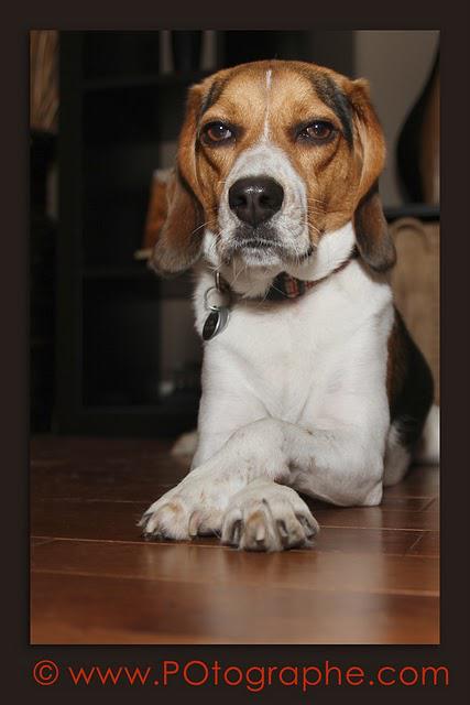 Mon beagle de 2 ans, bonne fête!