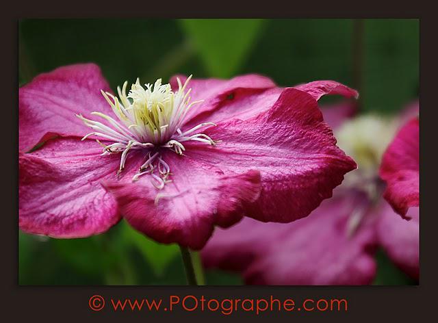 Les plus belles fleurs de l'été!