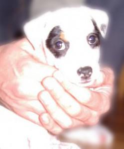 Pourquoi je n’aime pas les animaleries