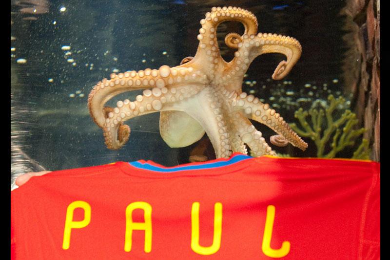 Paul le poulpe, héros du dernier Mondial de foot pour ses prédictions sportives, est décédé mardi 26 octobre. Le céphalopode devin est mort «de causes naturelles», selon la direction de l'aquarium d'Oberhausen qui l’hébergeait.