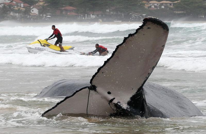 Mardi 26 octobre, ces sauveteurs tentent de venir en aide à une baleine à bosse qui s’est échouée sur la plage de Geriba, à Búzios, au Brésil.