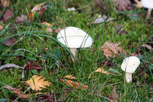 arbofolia 9 oct 2010 072.jpg