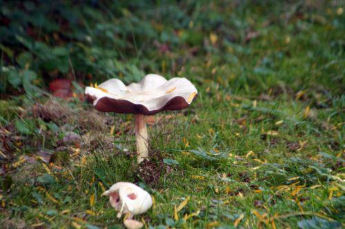 arbofolia 9 oct 2010 075.jpg