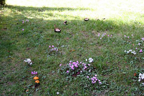 arbofolia 9 oct 2010 p 082.jpg