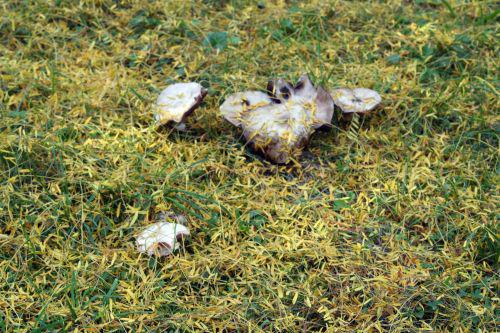 arbofolia 9 oct 2010 054.jpg