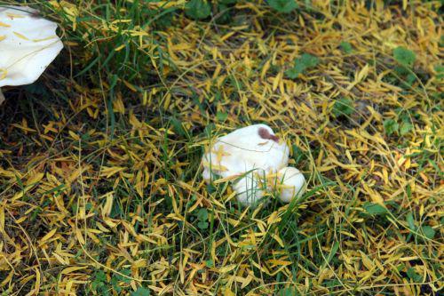 arbofolia 9 oct 2010 061.jpg