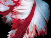 [LIVRE] Tome Tentation