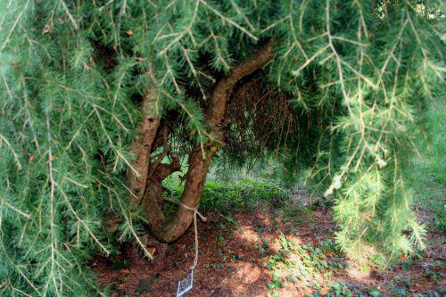 cedrus entrée arbofolia 9 oct 2010 093.jpg