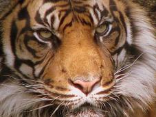 Sauvez tigre, signez pour tigre