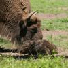bébé bison