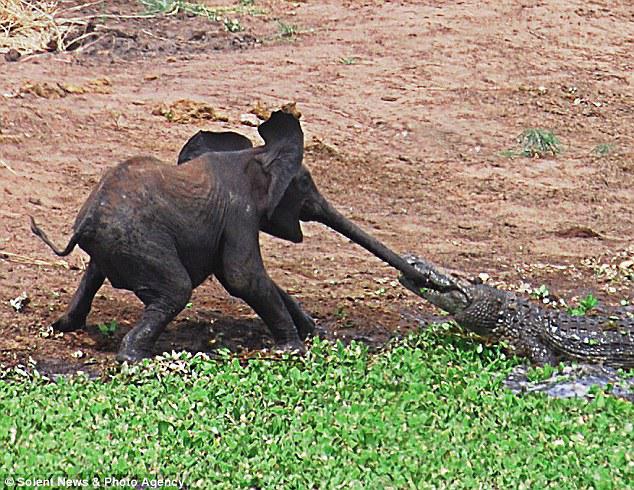 Tug of war: The baby elephant digs his feet into the mud as tries to pull his stretching trunk out of the crocodile's jaws