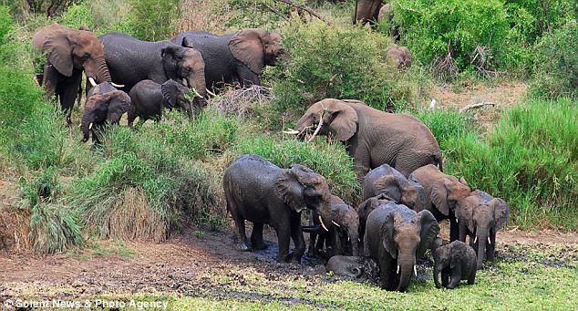 Cooling off: There was no sign of the impending danger as the herd of elephants met at a watering hole to have a drink