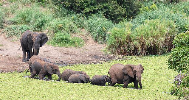 A happy ending: Safely recovered, the baby takes a stroll across the waterhole wirth other members of the herd