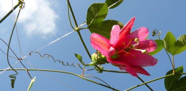 Japon_Kyoto_2009_1344B