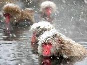 Quelques photos singes dans onsen