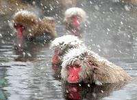 Quelques photos de singes dans des onsen