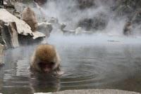 Quelques photos de singes dans des onsen