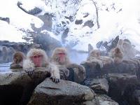 Quelques photos de singes dans des onsen