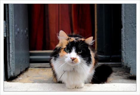 Chat nimois IBA_5851.jpg