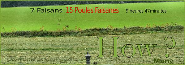 les-faisans-concours-resultats.jpg