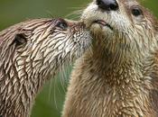 L'IMAGE JOUR: Loutres