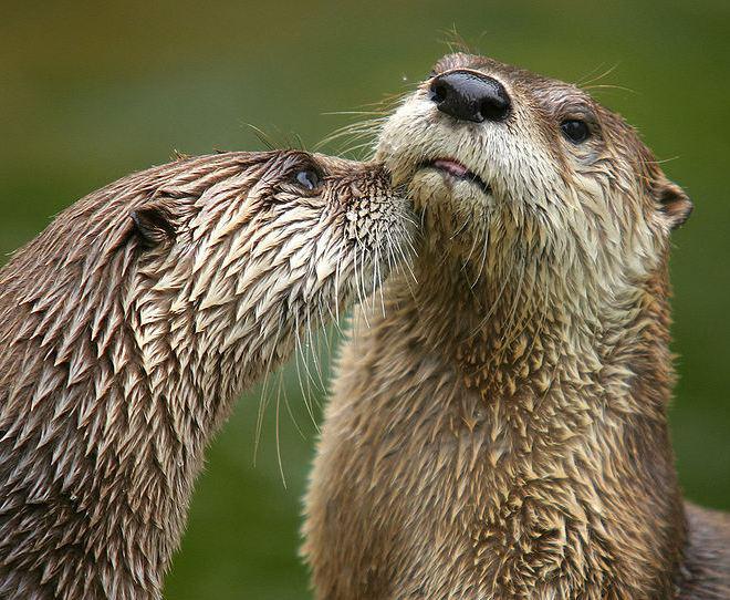 L'IMAGE DU JOUR: Loutres