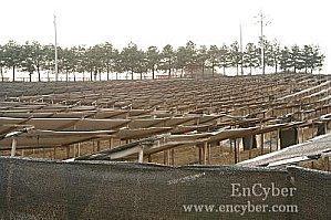 Le ginseng 인삼밭-copie-1