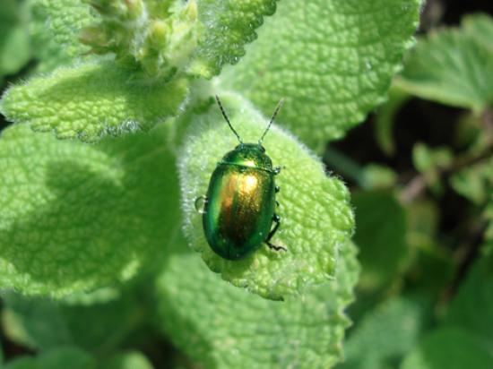 Un scarabée monte à la tige (Yvon Le Men)