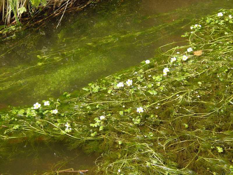 Ne bougent pas dans la rivière (Yvon Le Men)