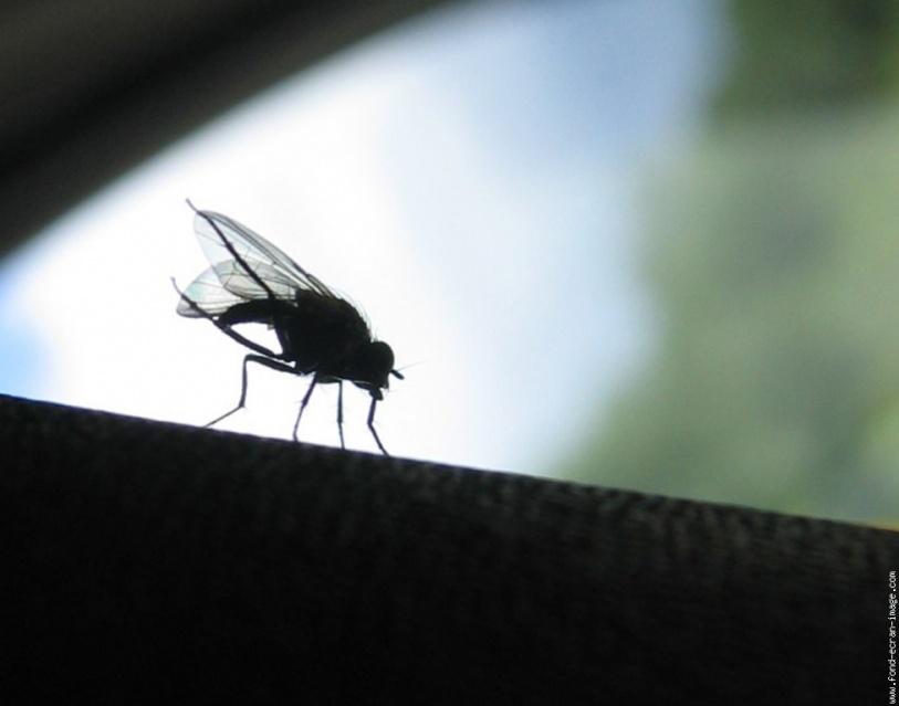 Elles se suivent partout (Yvon Le Men)