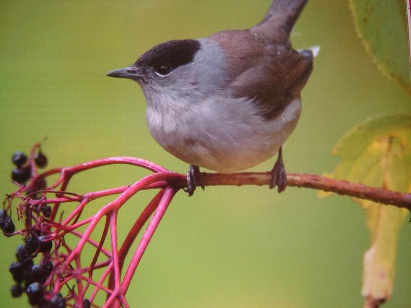 Une fauvette s’est envolée (Yvon Le Men)