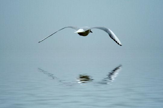 Le reflet du goéland (Yvon Le Men)