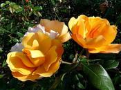 Deux roses encore (Yvon Men)