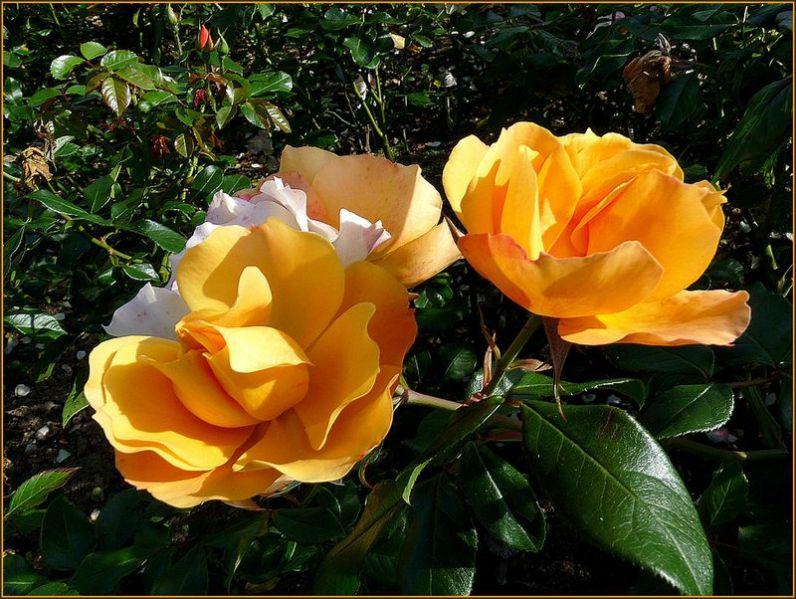 Deux roses encore (Yvon Le Men)