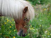 devoir fondé focalisation interne
