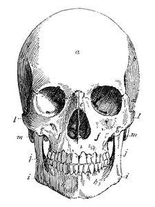 theskull_graphicsfairy005small_1_