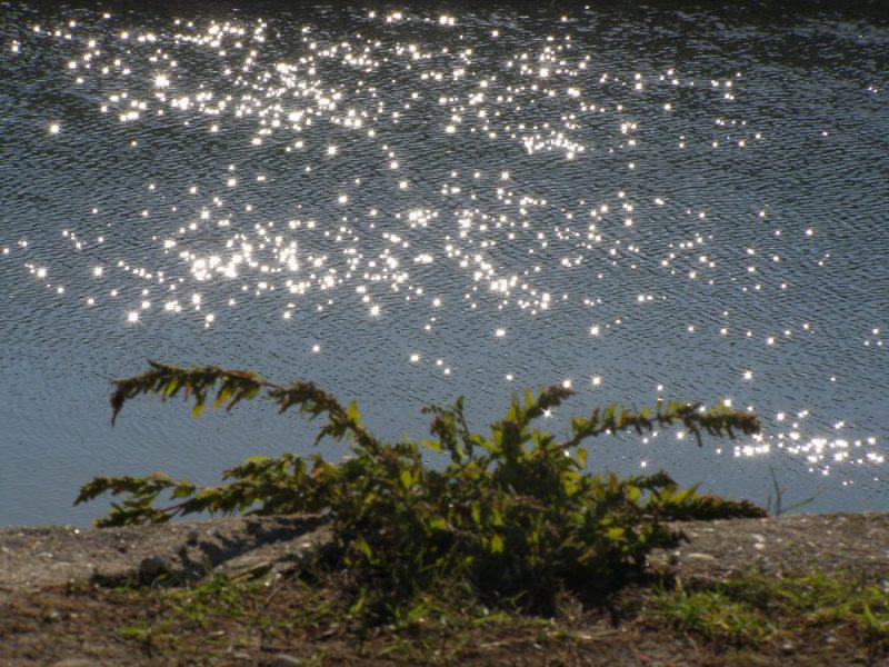 Nacres logogriphes (Werner Lambersy)