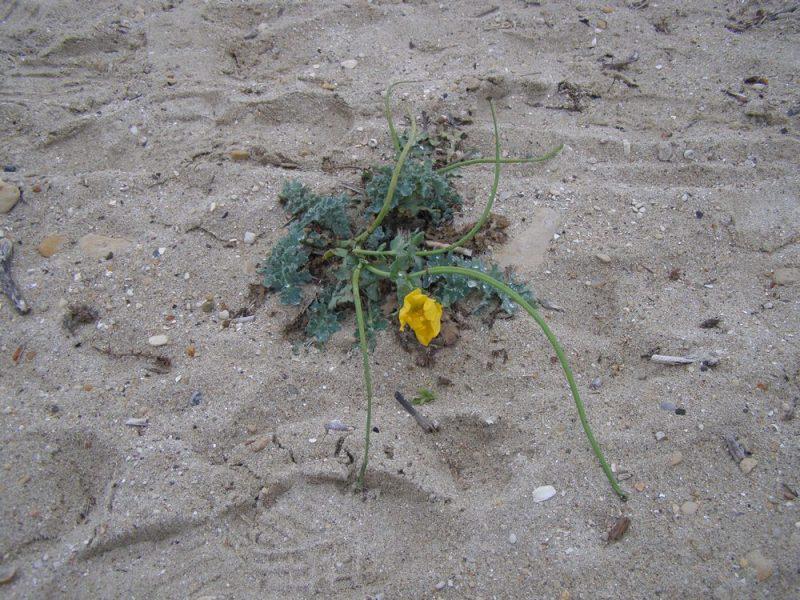 Quelle joie (Yvon Le Men)