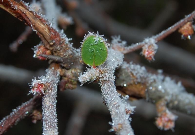 L’impatience des bourgeons (Jean L’Anselme)