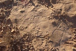 Gravures rupestres du Dahar-Tunisie