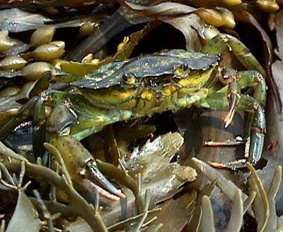 dimanche et soupe de crabes