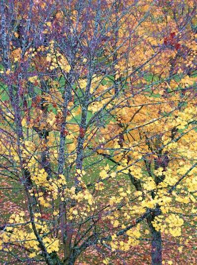 Les pluies d'automne...