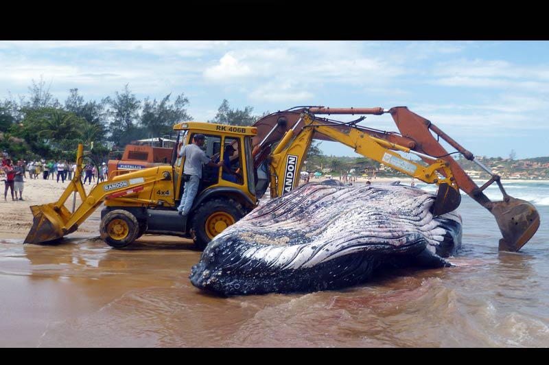 La baleine à bosse de douze mètres de long et pesant 25 tonnes, qui s'est échouée lundi sur une plage de Buzios au Brésil est morte jeudi 28 octobre. Les baleines migrent du nord de l’Antarctique pour s’accoupler au large de la côte à cette période. 